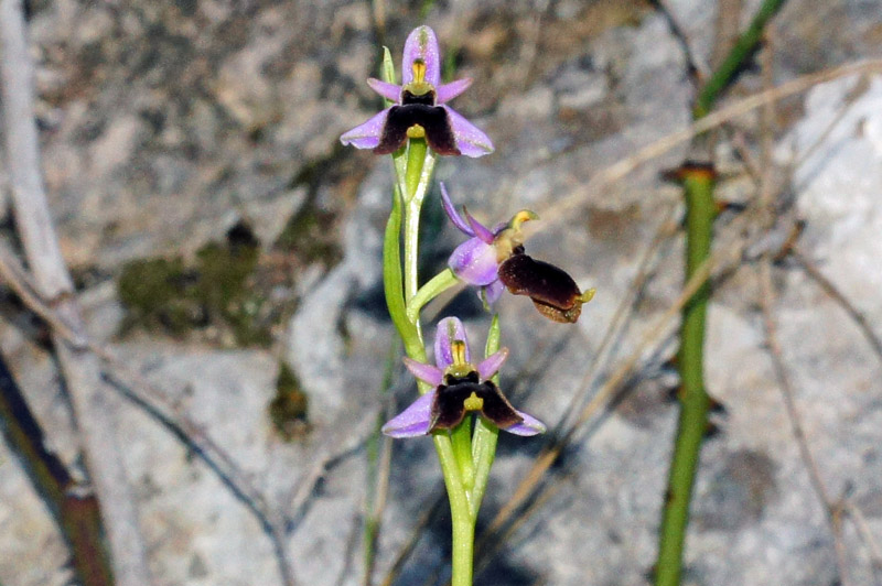 Orchidea dal labello bifido